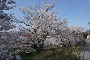 ２０２３年桜